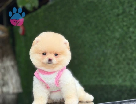 Ayıcık Surat Pomeranianboo