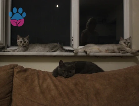 Scottish Straight 5 Aylık 2 Erkek Yavru ücretsiz