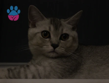 Scottish Straight 5 Aylık 2 Erkek Yavru ücretsiz