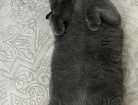 British Shorthair 3 Yaşında Yuva Arıyor - 7472