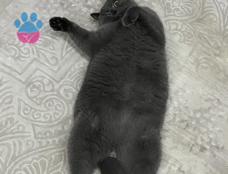 British Shorthair 3 Yaşında Yuva Arıyor - 7472 - Görsel 2