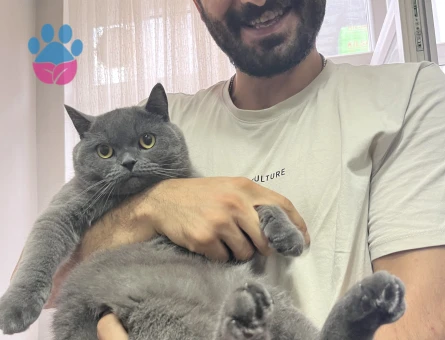 British Shorthair 3 Yaşında Yuva Arıyor - 7472 - Görsel 3