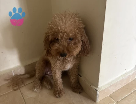 Yetiskin mini toy poodle - 7477