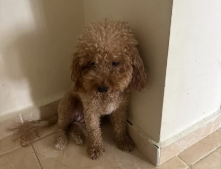 Yetiskin mini toy poodle - 7477