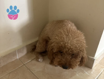 Yetiskin mini toy poodle - 7477 - Görsel 3