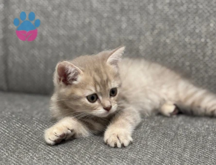 2 Aylık British Shorthair Dişi Yuva Arıyor - 7479 - Görsel 3