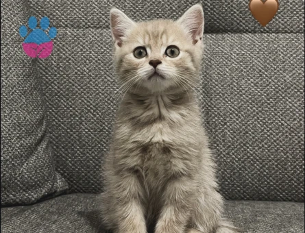 2 Aylık British Shorthair Dişi Yuva Arıyor - 7479 - Görsel 2