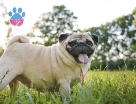 Pug cinsi 7 yaşında kısırlaştırılmış kızımız ücretsiz olarak sahiplendirilecektir - 7480