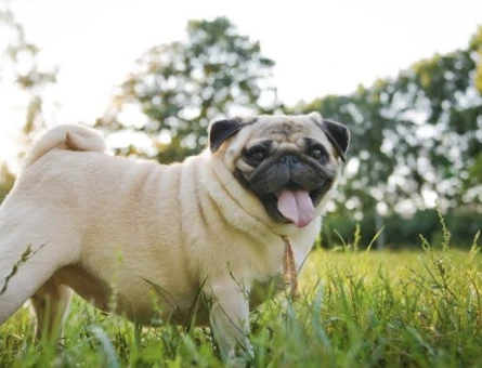 Pug cinsi 7 yaşında kısırlaştırılmış kızımız ücretsiz olarak sahiplendirilecektir - 7480