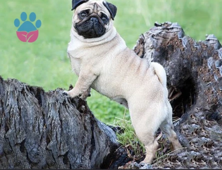 Pug cinsi 7 yaşında kısırlaştırılmış kızımız ücretsiz olarak sahiplendirilecektir - 7480 - Görsel 3