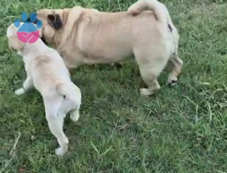 Pug cinsi 7 yaşında kısırlaştırılmış kızımız ücretsiz olarak sahiplendirilecektir - 7480 - Görsel 4