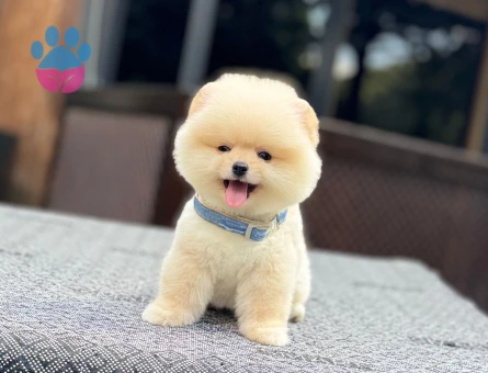 Pomeranian mini erkek yavrumuz teddy - 7482 - Görsel 5