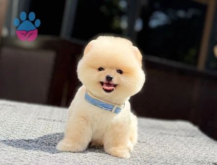 Pomeranian mini erkek yavrumuz teddy - 7482 - Görsel 4