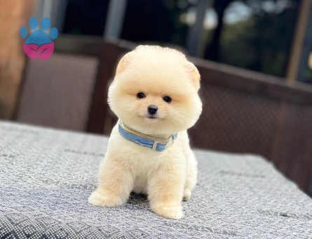 Pomeranian mini erkek yavrumuz teddy - 7482