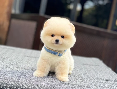 Pomeranian mini erkek yavrumuz teddy - 7482
