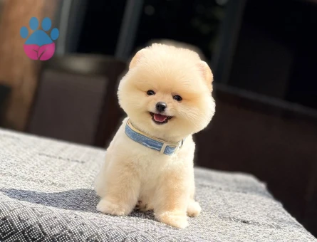 Pomeranian mini erkek yavrumuz teddy - 7482 - Görsel 3