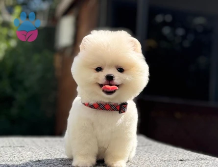Pomeranian erkek yavrumuz - 7483