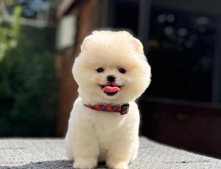Pomeranian erkek yavrumuz - 7483