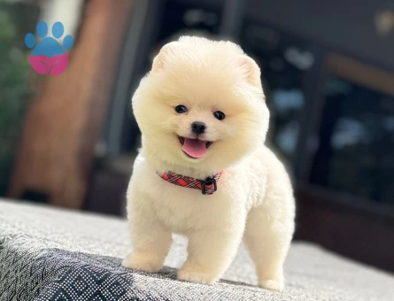 Pomeranian erkek yavrumuz - 7483 - Görsel 3