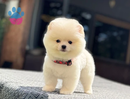 Pomeranian erkek yavrumuz - 7483 - Görsel 5
