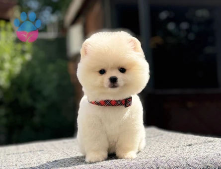 Pomeranian erkek yavrumuz - 7483 - Görsel 4