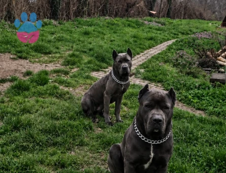 2 AYLIK CANE CORSO BLUE - 7484