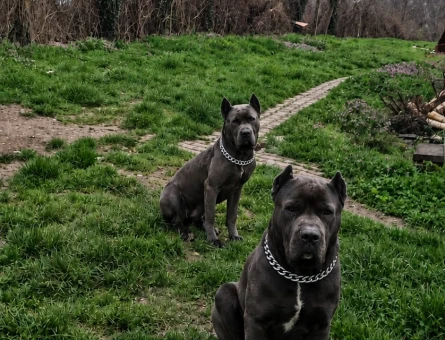 2 AYLIK CANE CORSO BLUE - 7484