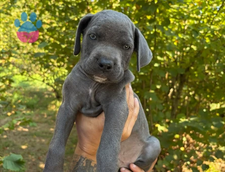 2 AYLIK CANE CORSO BLUE - 7484 - Görsel 3