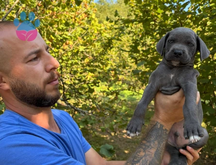 2 AYLIK CANE CORSO BLUE - 7484 - Görsel 4