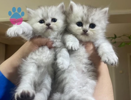 British Shorthair - longhair - 7487 - Görsel 4