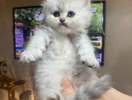 British Shorthair - longhair - 7487