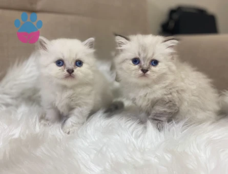 British Shorthair - longhair - 7487 - Görsel 3