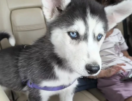 3 aylık eğitimli husky - 7489
