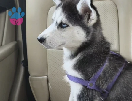 3 aylık eğitimli husky - 7489 - Görsel 3