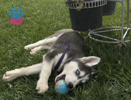 3 aylık eğitimli husky - 7489 - Görsel 4