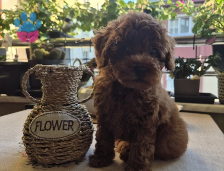 Teacup kore poodle - 7492 - Görsel 3