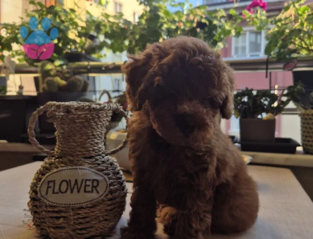 Teacup kore poodle - 7492