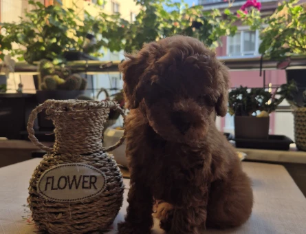 Teacup kore poodle - 7492