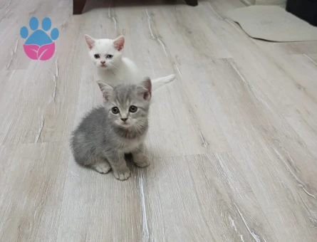 Alanya'da 2 aylık yavrular sahiplendirecegiz - 7493 - Görsel 5