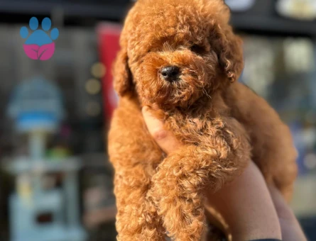 Kore Toy Poodle harika yavrularımız - 7494