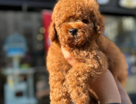 Kore Toy Poodle harika yavrularımız - 7494