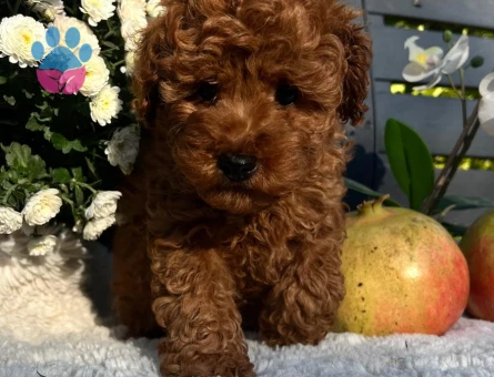 Kore Toy Poodle harika yavrularımız - 7494 - Görsel 3