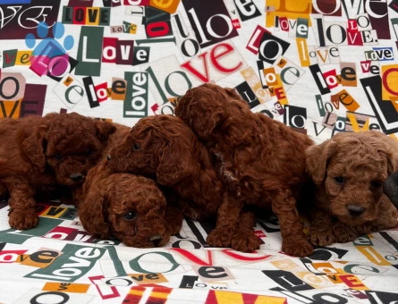 Kore Toy Poodle harika yavrularımız - 7494 - Görsel 4