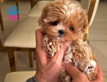 Kore Maltipoo bebeklerimiz - 7498 - Görsel 3