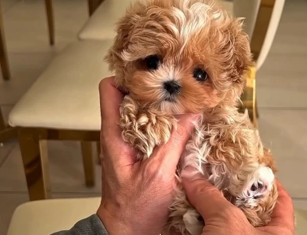 Kore Maltipoo bebeklerimiz - 7498