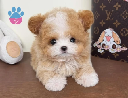 tüy dökmeyen maltipoo yavrular - 7499