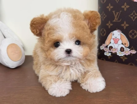 tüy dökmeyen maltipoo yavrular - 7499