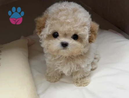 tüy dökmeyen maltipoo yavrular - 7499 - Görsel 3