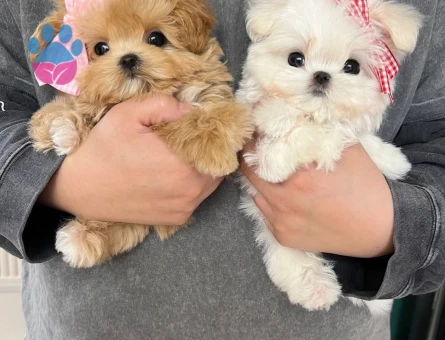 kore maltipoo - 7500