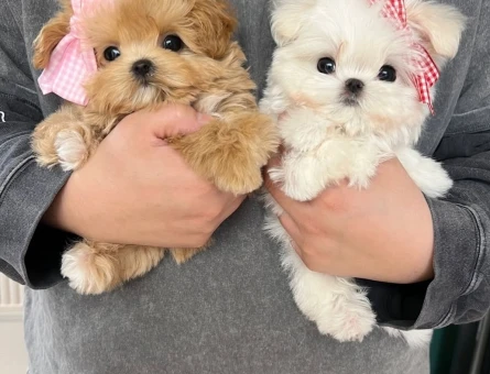 kore maltipoo - 7500